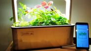 GreenBox: Smarter Indoor-Garten mit App-Steuerung. Foto: ju